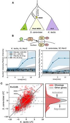Paralogs in the PKA Regulon Traveled Different Evolutionary Routes to Divergent Expression in Budding Yeast